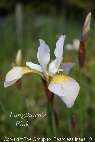 Langthorn's Pink 